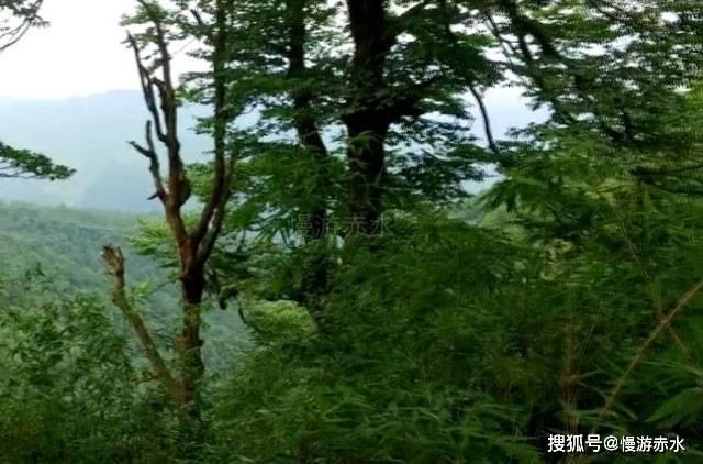冷知识分享平台-剖腹产可以吃炒菜吗?剖腹产后可以吃什么炒菜?,让你聪明一点